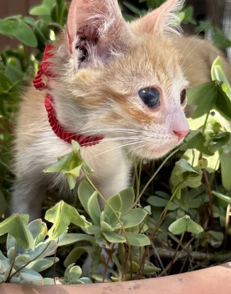 Adozione del cuore Nemo dolcissimo gattino di due mmesi  | Foto 1