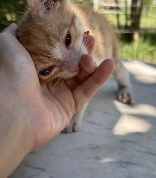 Adozione del cuore Nemo dolcissimo gattino di due mesi  | Foto 4