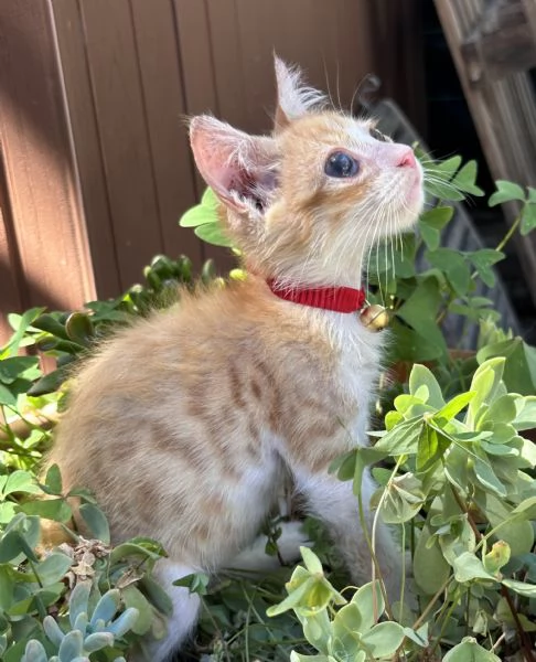 Adozione del cuore Nemo dolcissimo gattino di due mesi  | Foto 6