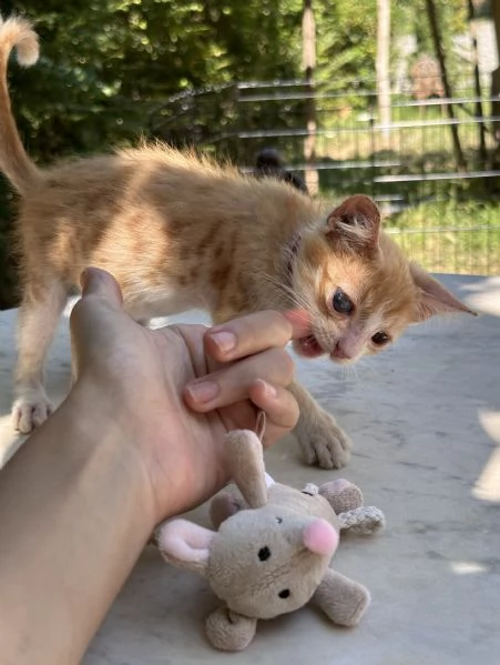 Adozione del cuore Nemo dolcissimo gattino di due mesi  | Foto 3