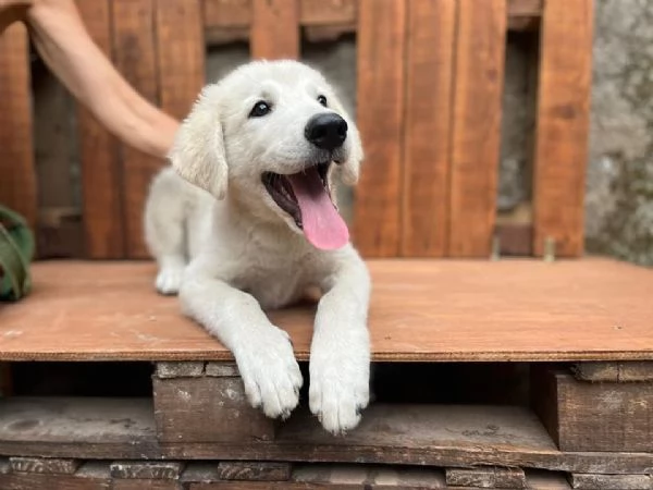 Adozione Liam dolcissimo cucciolone bianco 4 mesi | Foto 1