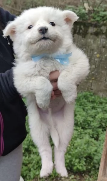 Adozione Orsetto dolcissimo cucciolo bianco 2 mesi taglia media  | Foto 3