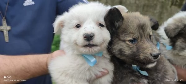 Adozione dolcissimo cucciolo bianco 2 mesi tg media  | Foto 4