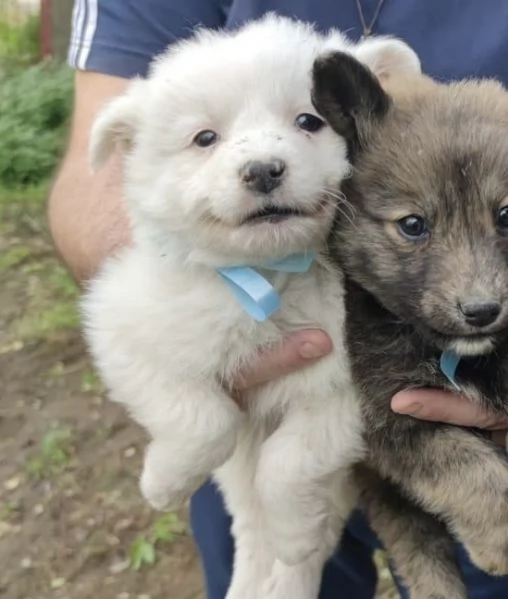 Adozione dolcissimo cucciolo bianco 2 mesi tg media  | Foto 3