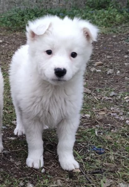 Adozione dolcissimo cucciolo bianco 2 mesi tg media  | Foto 6