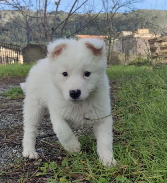 Adozione dolcissimo cucciolo bianco 2 mesi tg media  | Foto 4