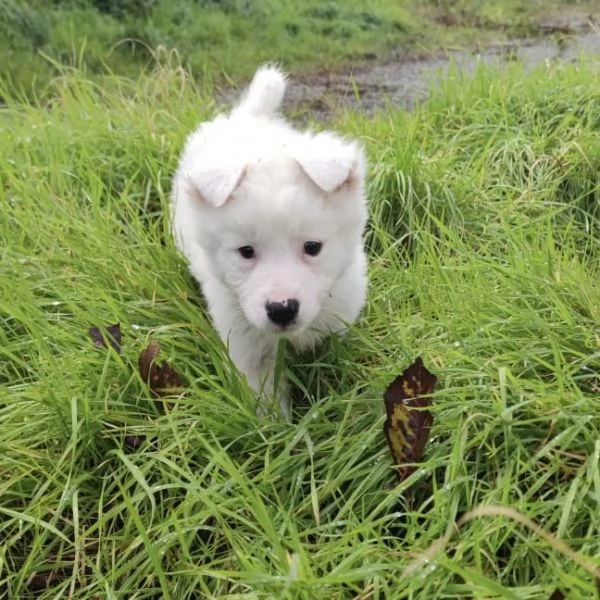 Adozione dolcissimo cucciolo bianco 2 mesi tg media  | Foto 5