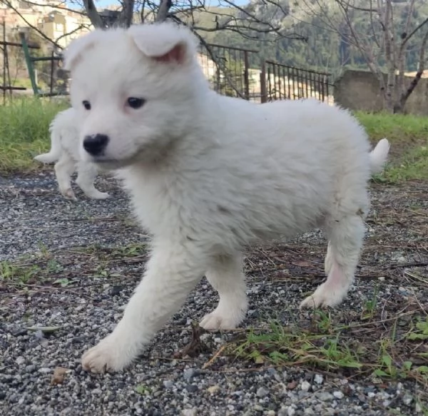 Adozione dolcissimo cucciolo bianco 2 mesi tg media  | Foto 0