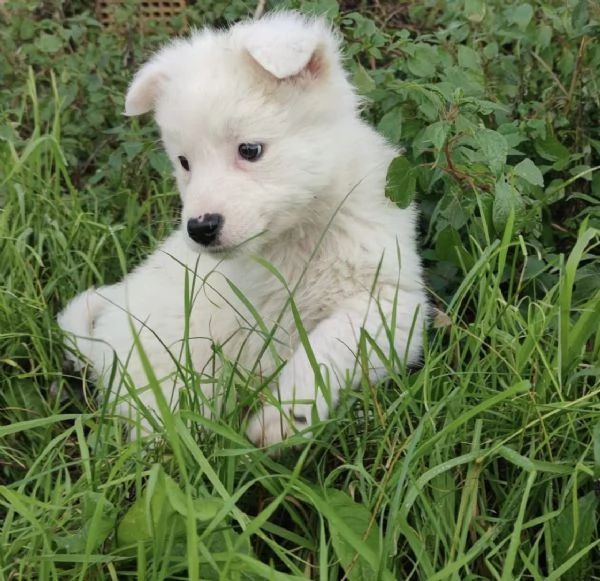 Adozione dolcissimo cucciolo bianco 2 mesi tg media  | Foto 2