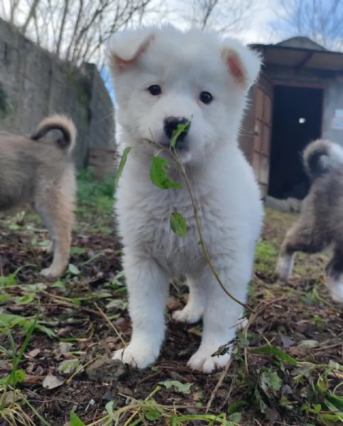 Adozione dolcissimo cucciolo bianco 2 mesi tg media  | Foto 0