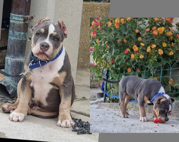 !!!Cuccioli American Bully!!!!!