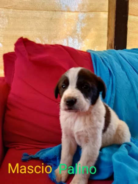 Cuccioli incrocio maremmano e corso | Foto 6