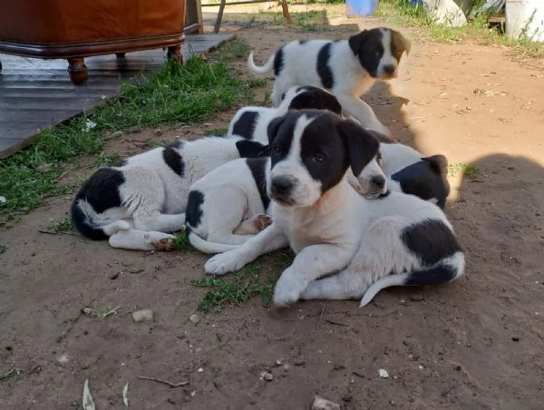 Cuccioli incrocio maremmano e corso | Foto 2