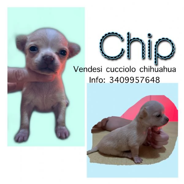 Chihuahua top