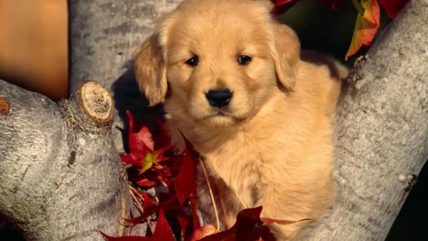 Bello Golden Retriver cuccioli stupendi cuccioli di Golden Retriver. | Foto 0