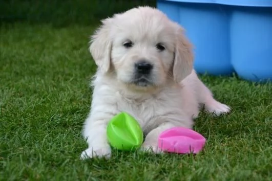 Bello Golden Retriver cuccioli stupendi cuccioli di Golden Retriver.