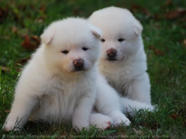 Samoiedo cuccioli mchip vaccinazioni pedigree | Foto 1