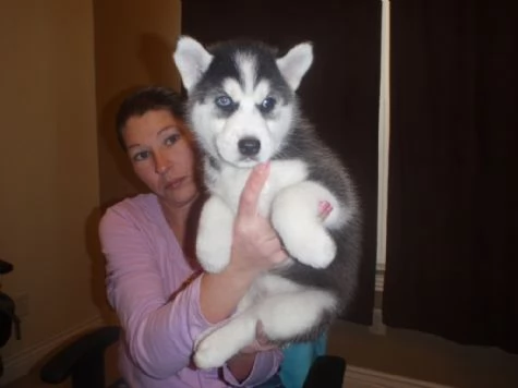 Siberian husky  | Foto 3