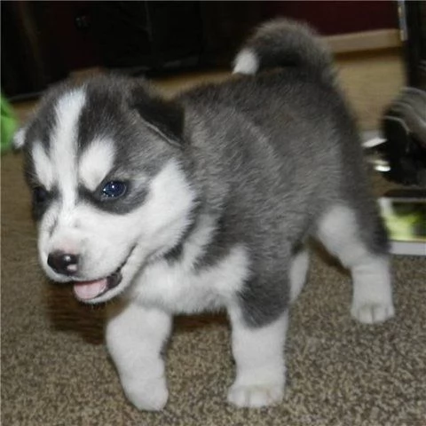 Siberian husky  | Foto 2