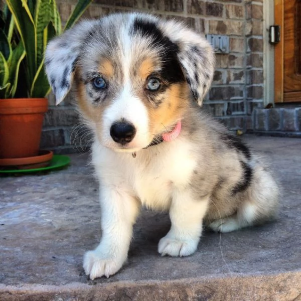 Cucciolo Cuccioli di pastore australiano