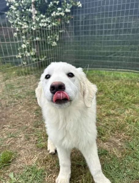 Nella cucciola al canile Galileo Galilei | Foto 3