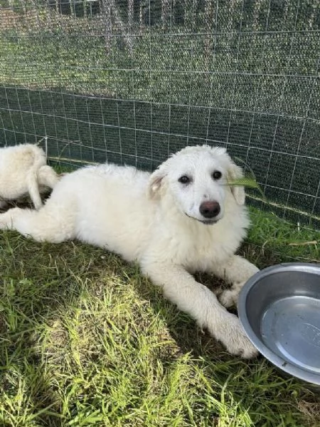 Nella cucciola al canile Galileo Galilei | Foto 0