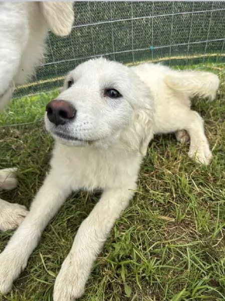 Lena una cucciola al canile Galileo Galilei | Foto 3