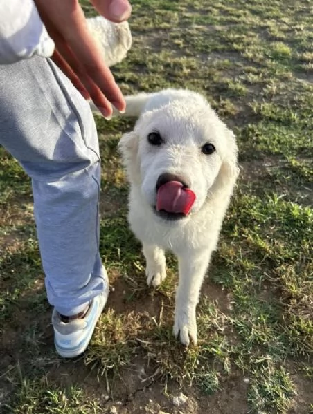 Lena una cucciola al canile Galileo Galilei | Foto 1