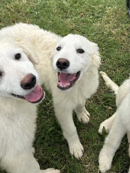 Lena una cucciola al canile Galileo Galilei | Foto 0