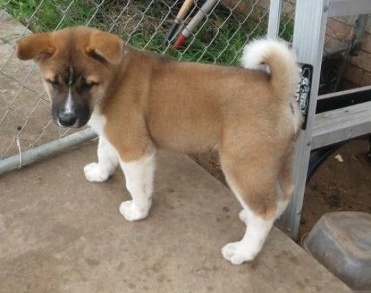 Bella  AKITA AMERICANO | Foto 3