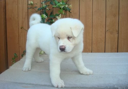 Bella  AKITA AMERICANO | Foto 1