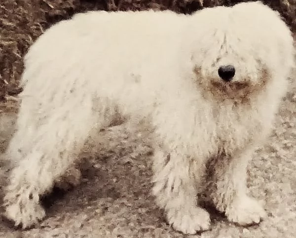 Spettacolare, robustissimo ed introvabile Komondor | Foto 3