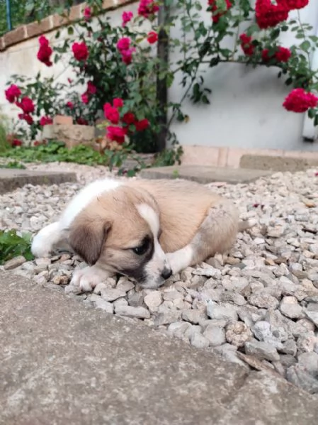 Cuccioli di cane cercano casa | Foto 6