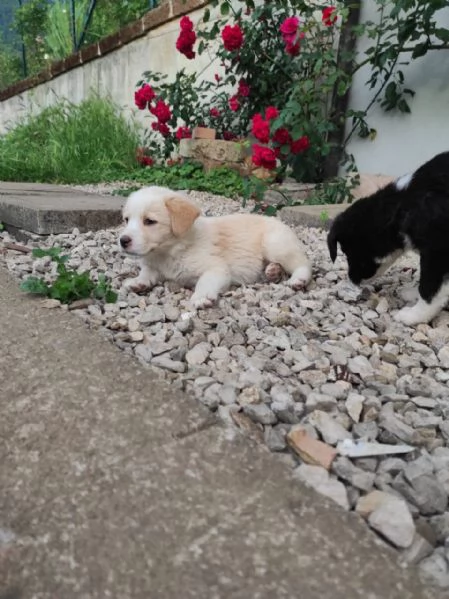 Cuccioli di cane cercano casa | Foto 5