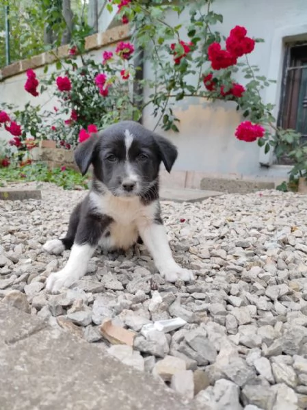 Cuccioli di cane cercano casa | Foto 4