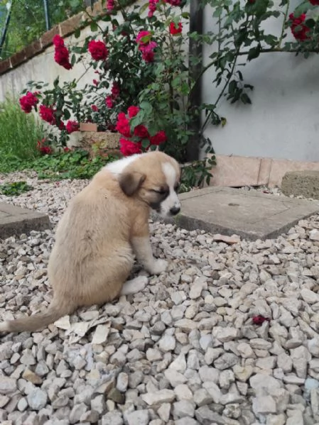 Cuccioli di cane cercano casa | Foto 3