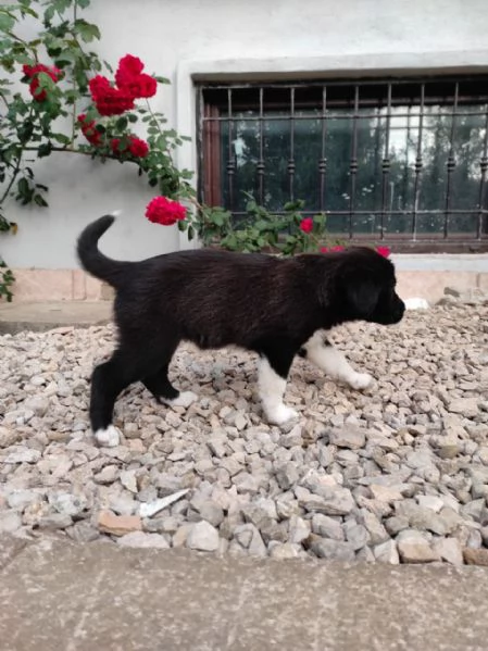 Cuccioli di cane cercano casa | Foto 2