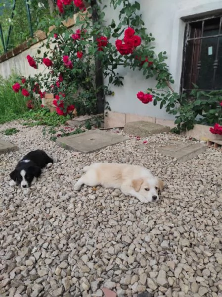 Cuccioli di cane cercano casa | Foto 0