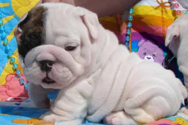 Bella  Bulldog inglese cuccioli | Foto 1