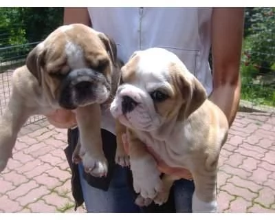 Bella  Bulldog inglese cuccioli | Foto 0