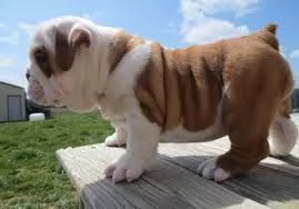 Bella  Bulldog inglese cuccioli