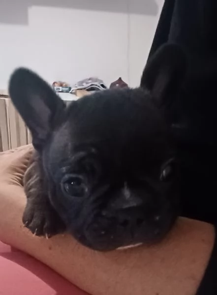 Cucciolo bulldog francese | Foto 3