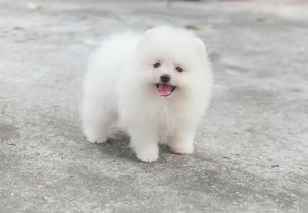 Cuccioli di Pomerania per l'adozione