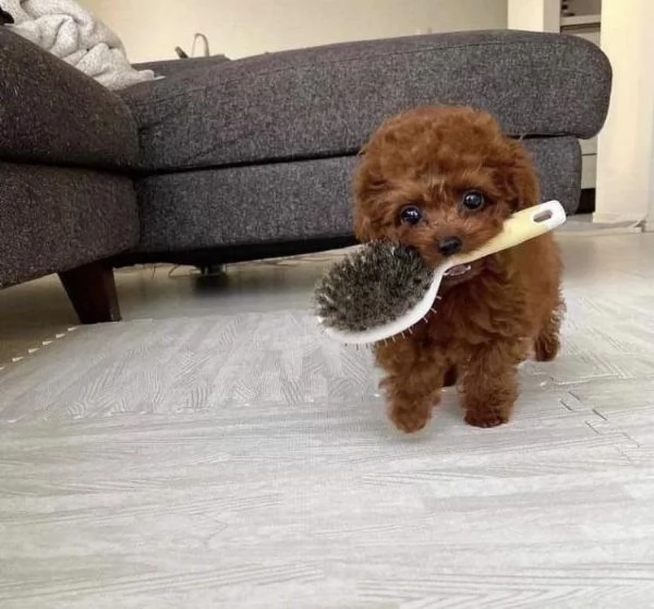 CUCCIOLI DI BARBONCINI TOY