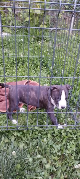 American Staffordshire Terrier cuccioli