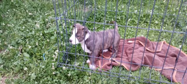 American Staffordshire Terrier cuccioli | Foto 5