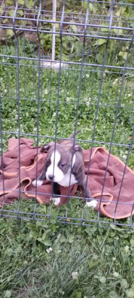 American Staffordshire Terrier cuccioli | Foto 2