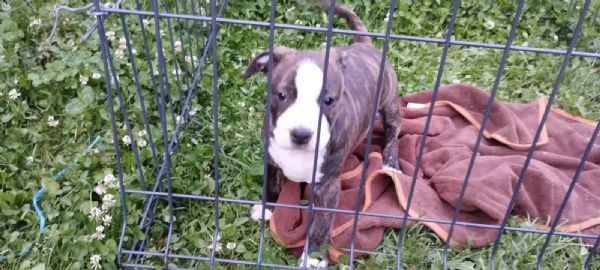 American Staffordshire Terrier cuccioli | Foto 0