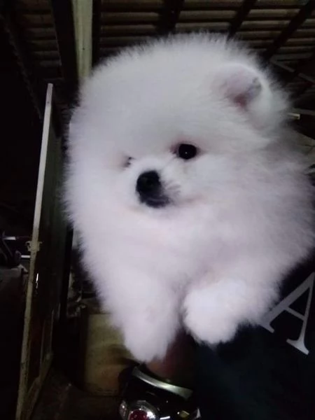 Spitz Pomerania toy di 3 mesi!!!