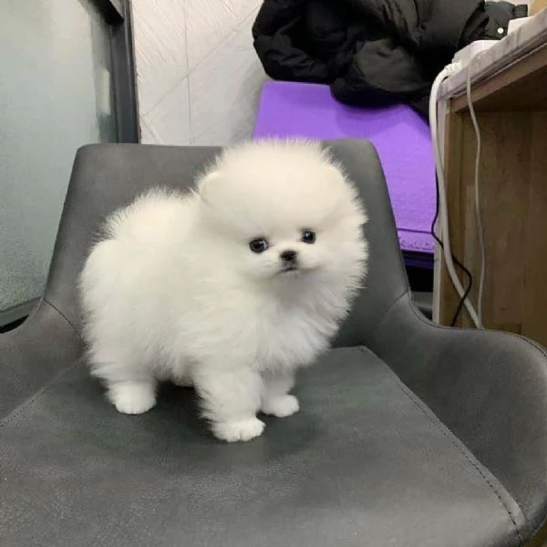 Cuccioli di Pomerania Disponibili +[hidden]